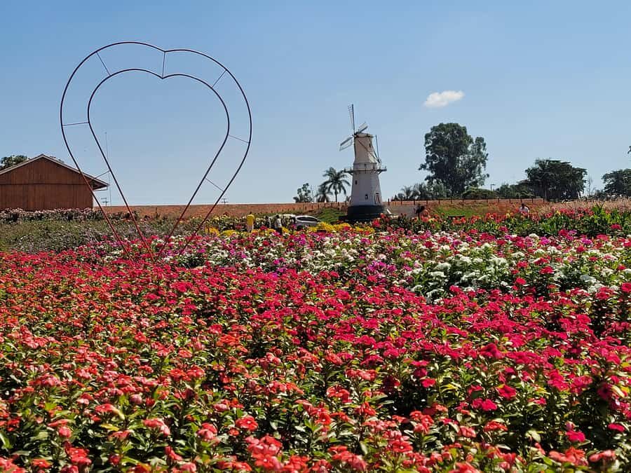 São Paulo: Holambra Colorful Flower Farm Guided Day Trip - The Morning Walk: Photo Stops That Actually Make Sense