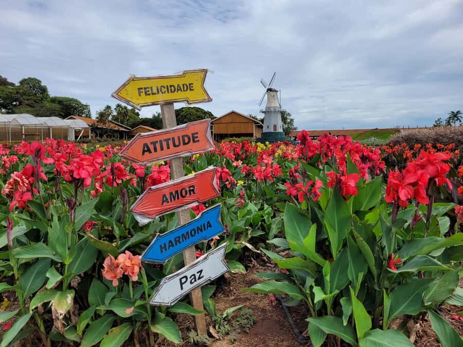 São Paulo: Holambra Colorful Flower Farm Guided Day Trip - What the Panoramic Town Views Add (Besides Great Photos)