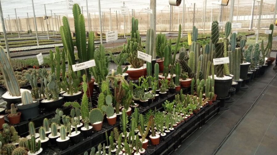 São Paulo: Holambra Colorful Flower Farm Guided Day Trip - The Afternoon: Free Time With Real Choices