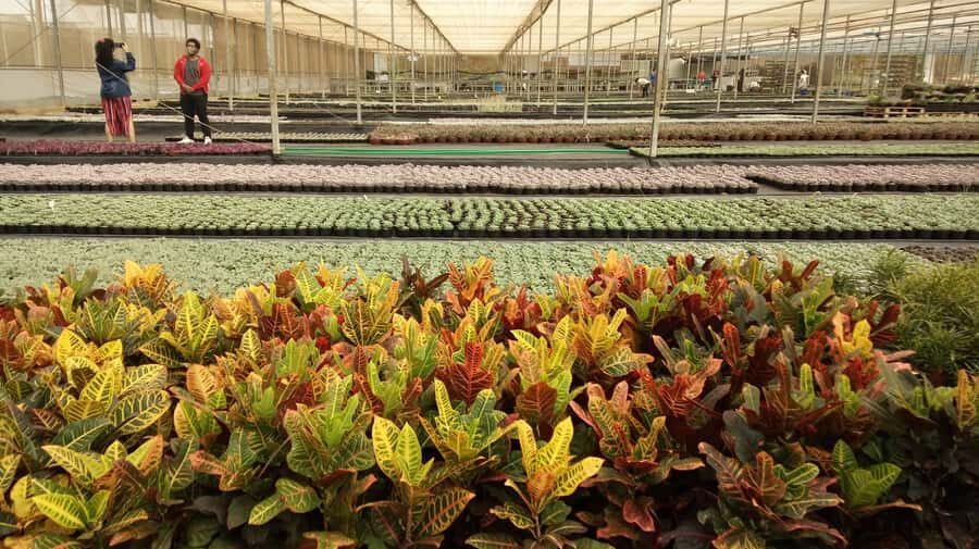 São Paulo: Holambra Colorful Flower Farm Guided Day Trip - When the Tour Works Best for You
