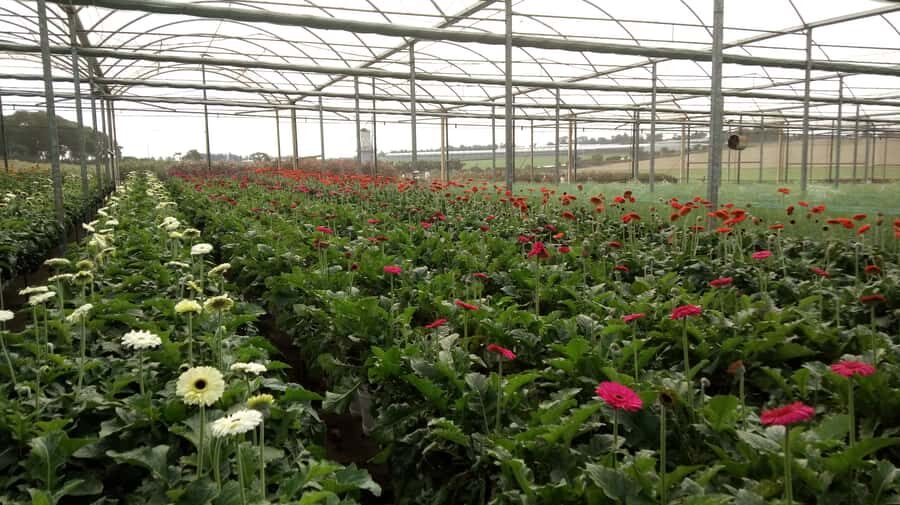 São Paulo: Holambra Colorful Flower Farm Guided Day Trip - Should You Book This Holambra Flower Farm Day Trip?