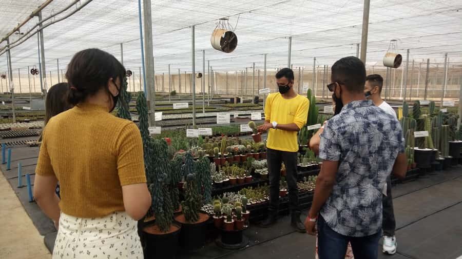 São Paulo: Holambra Colorful Flower Farm Guided Day Trip - The Flower Farm Part: Greenhouses, Field Beds, and What to Look For