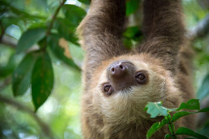 Sloths Lovers Tour. Puerto Limon Shore Excursion - Key things to know before you go