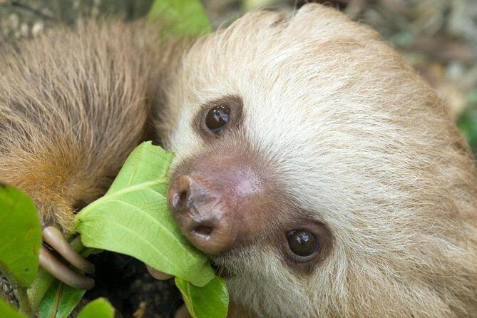 Sloths Lovers Tour. Puerto Limon Shore Excursion - From the cruise terminal to rainforest trails and canals