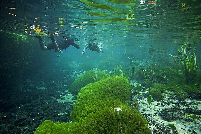 Snorkel in the Sucuri River - Rio Sucuri flutuação: what makes the water look unreal