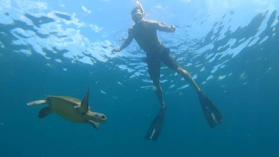 Snorkeling with turtles in their natural habitat - Key things I’d zero in on