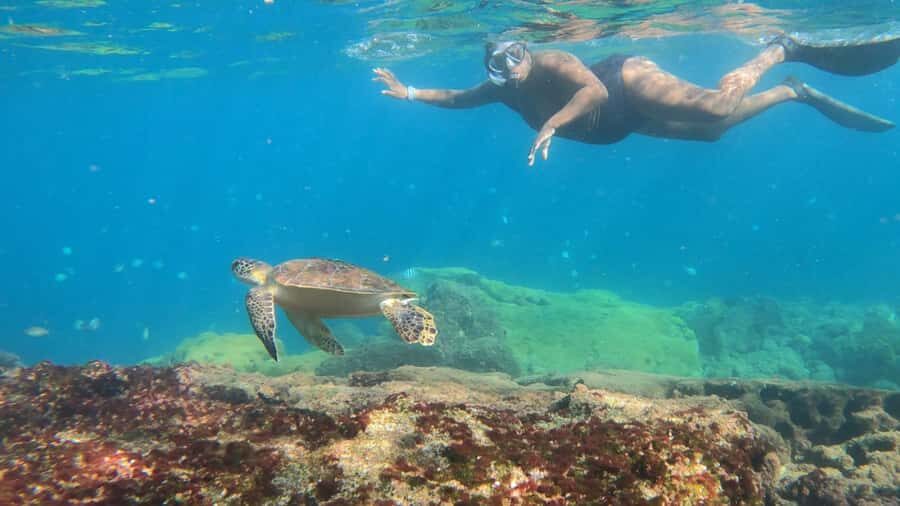 Snorkeling with turtles in their natural habitat - A private speedboat day: how the timing really works