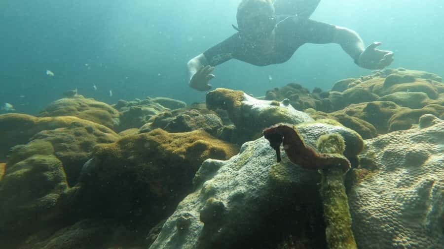 Snorkeling with turtles in their natural habitat - The guide matters: Mateus and the in-water coaching style