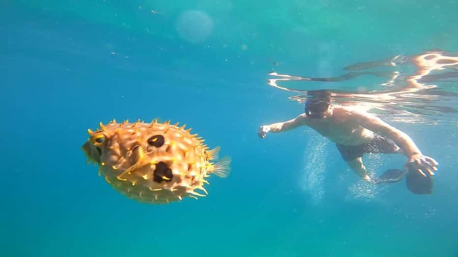 Snorkeling with turtles in their natural habitat - Freguesia de Santana beach break: walking, coconut trees, and a breather