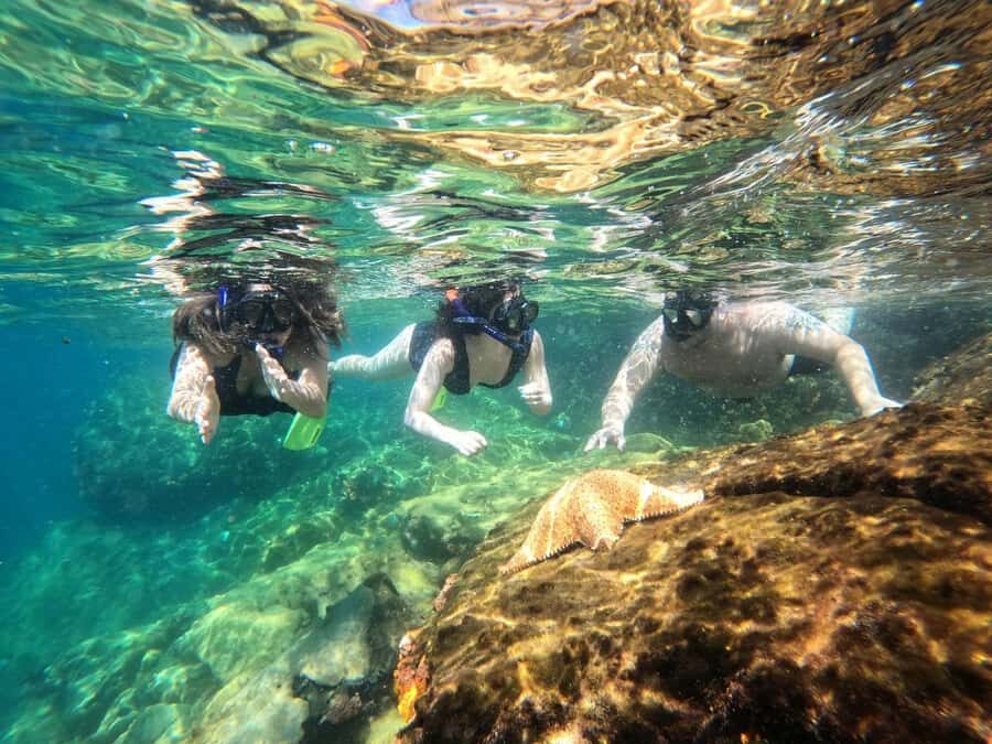 Snorkeling with turtles in their natural habitat - Price and value: $602 per group up to 4