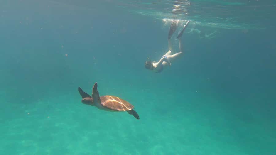 Snorkeling with turtles in their natural habitat - Tips so you enjoy turtles without stress