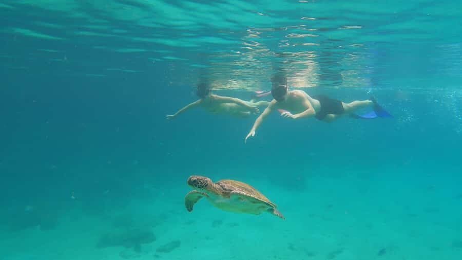 Snorkeling with turtles in their natural habitat - Lagoa Azul at Ilha Grande: snorkeling with turtles in their home zone