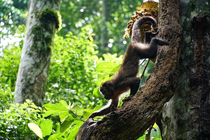 Tijuca Forest Hike - Waterfalls & Caves, Nature & Wild Life! - The Caves Trail: Belmiro, Archer, and Bats Caves (with safe footing)