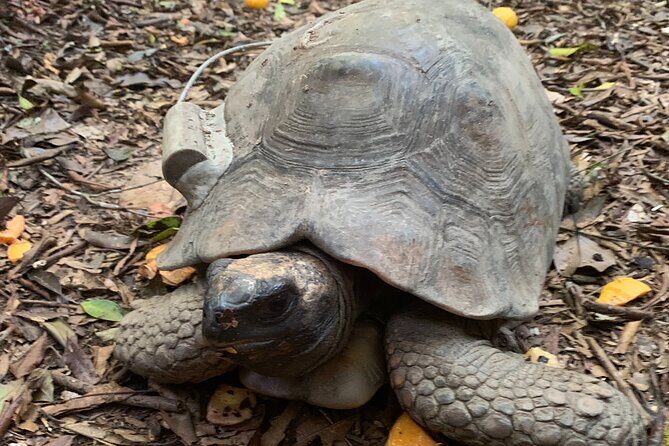 Tijuca Forest Hike - Waterfalls & Caves, Nature & Wild Life! - Guides and photos: why Alli, Sergio, and Lucas get repeat praise