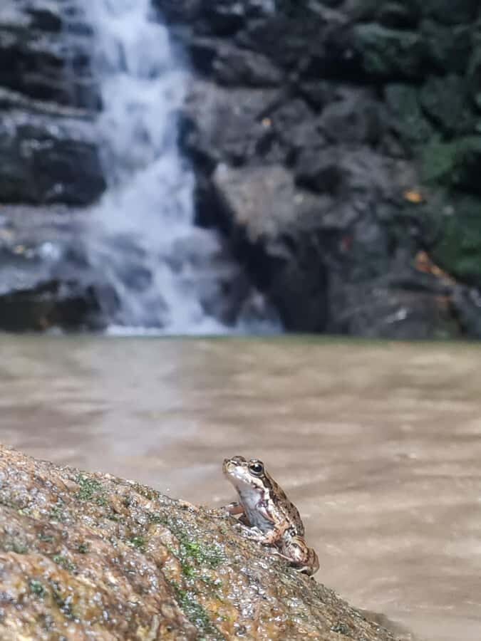 Tijuca Rain Forest - Adventure through Waterfalls & Caves - Tijuca Forest, packed into a smart 5-hour escape