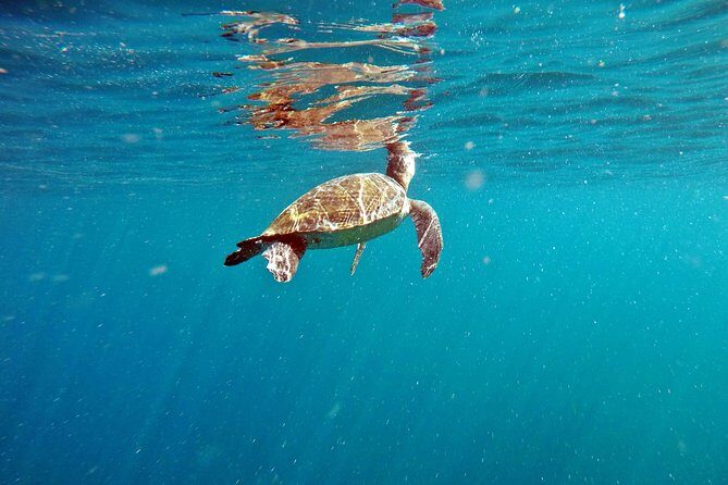Turtle Snorkeling by Adrenailha - Key Highlights You’ll Care About