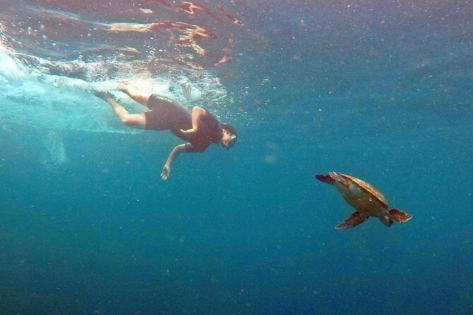 Turtle Snorkeling by Adrenailha - Getting To Xavier Island From Barra da Lagoa